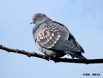 PALOMA ALA MANCHADA (Patagioenas maculosa) - Campo en COLONIA (Julio 2011)
